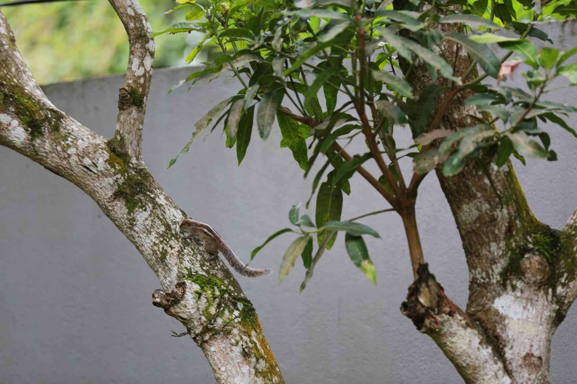 Thambara Villa Unawatuna Luaran gambar